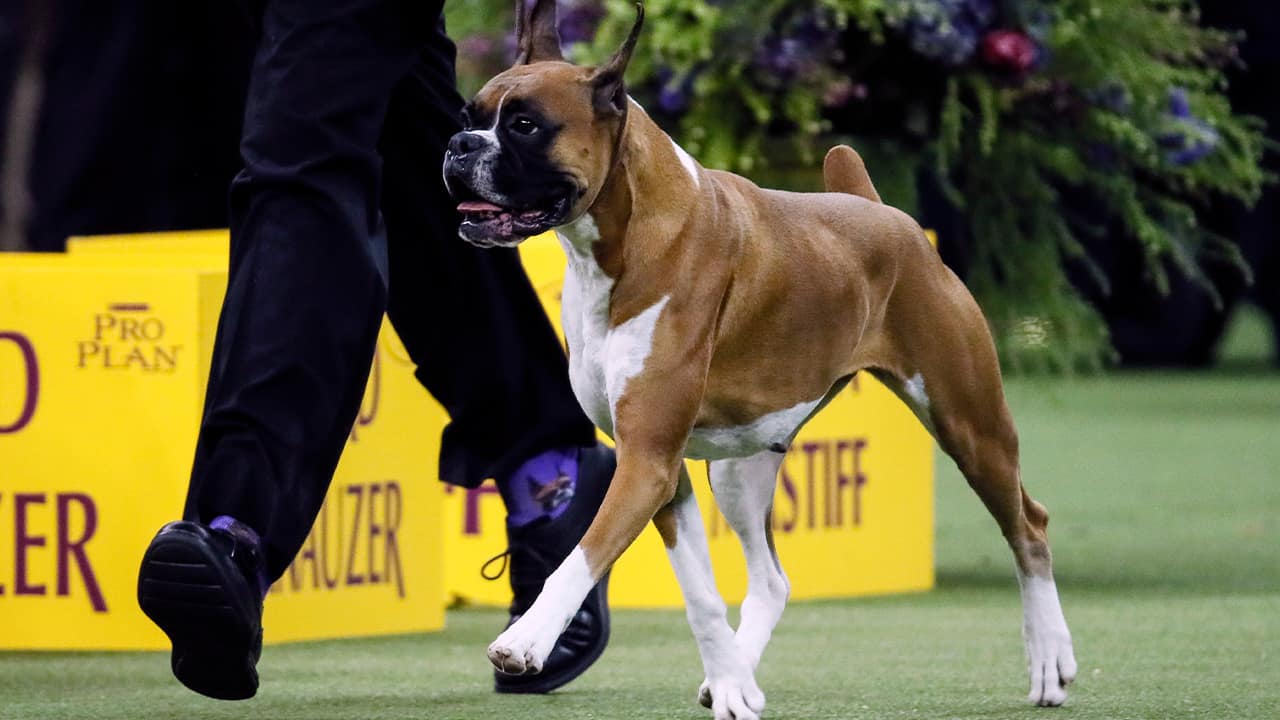 Photo of Wilma, the boxer 