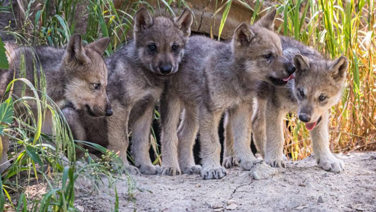 Photo of gray wolf pups at the Oakland Zoo