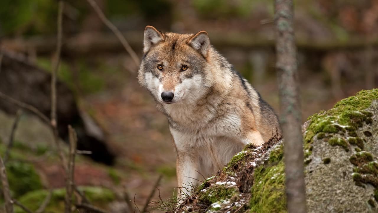 Photo of a gray wolf in the forest