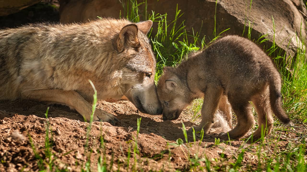 Photo of a wolf and her pup