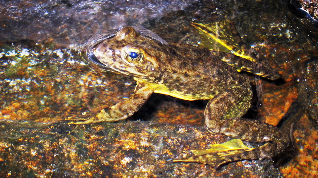 Photo of a rare mountain yellow-legged frog in an alpine lake in Kings Canyon National Park, in California's Sierra Nevada