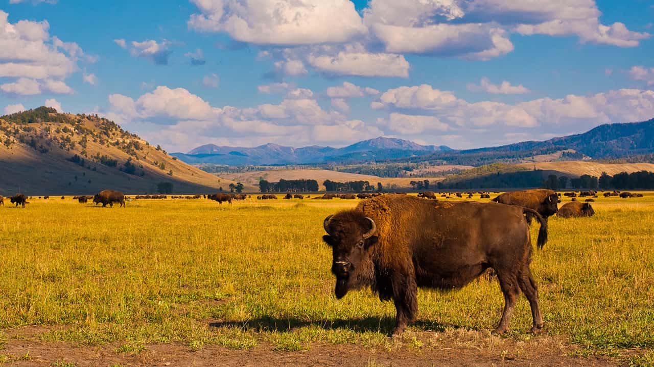 Photo of bison in Yellowstone National Park