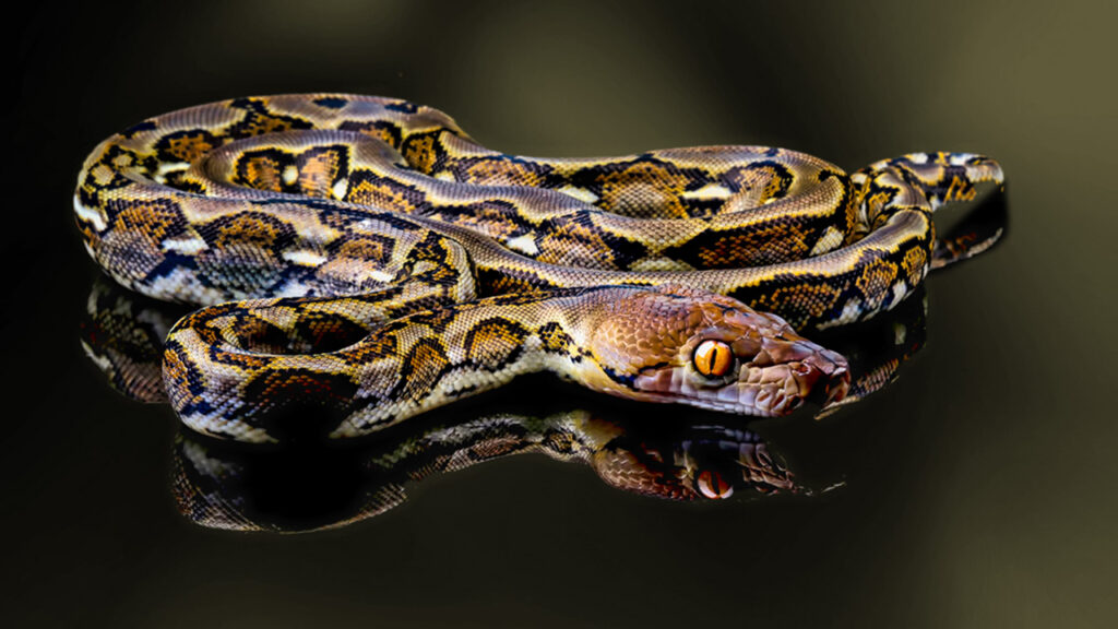 10-Foot Python Found During Vallejo Sideshow Bust - GV Wire