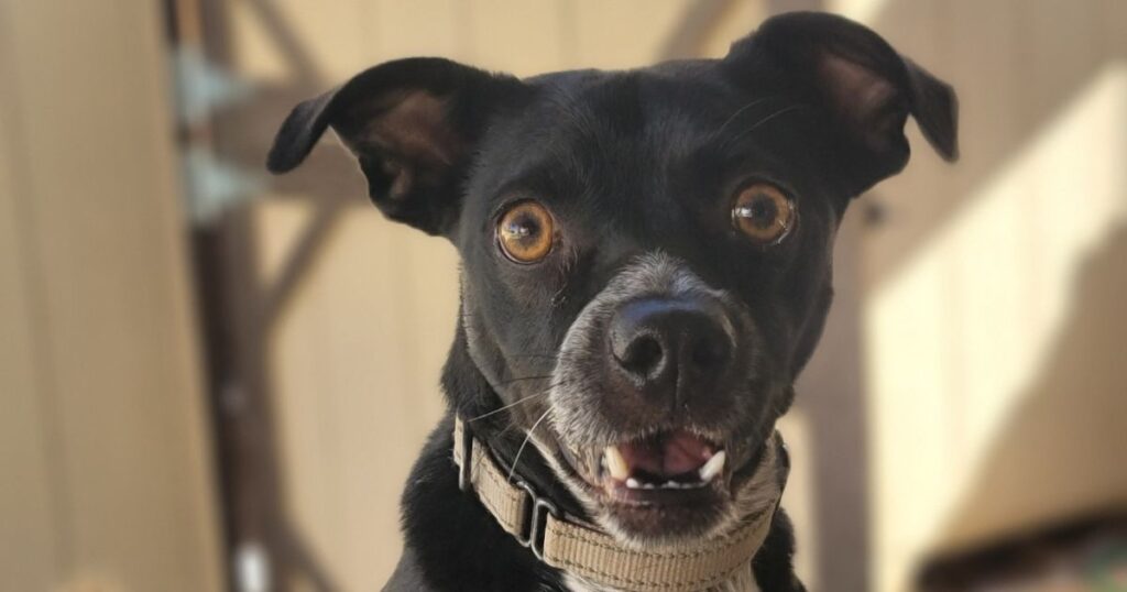 Unique Mutt Meet Bentley: The Athletic, Snuggly, Bright Eyed Supermutt Ready for ...