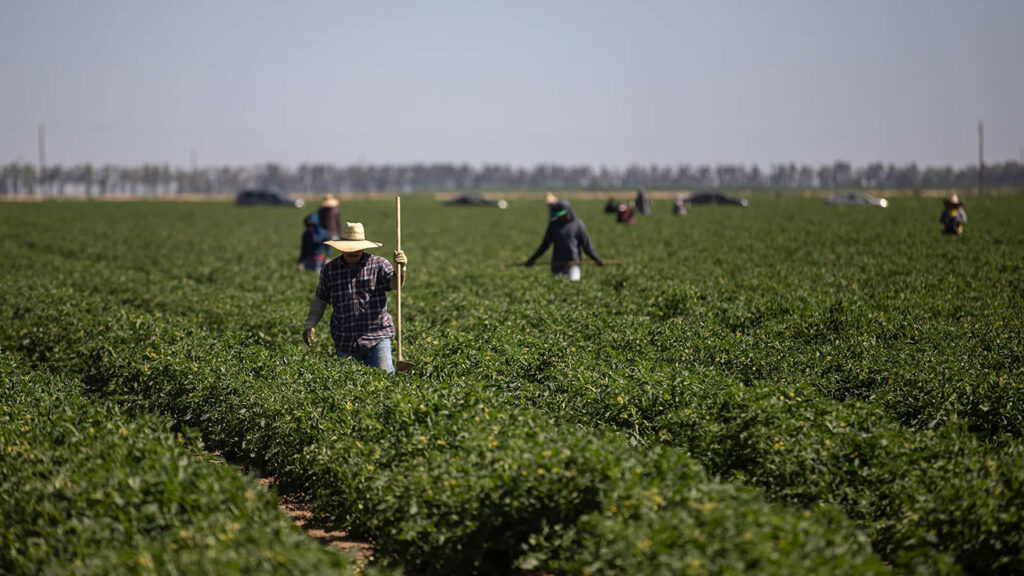 Image of farmworkers in fields