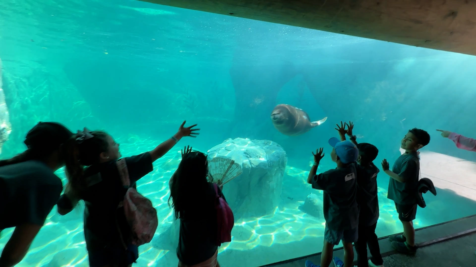 Behind the Scenes at Fresno Chaffee Zoo's Sea Lion Cove: A Flipper