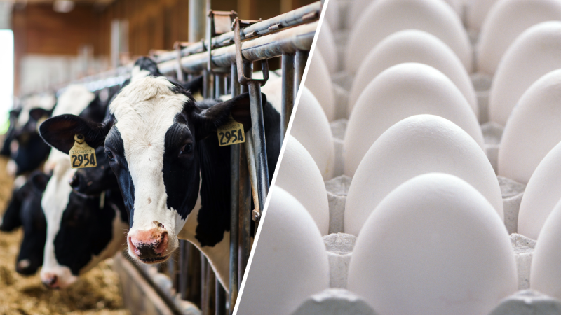 Avian Flu's Effects on Dairy Cows, Poultry
