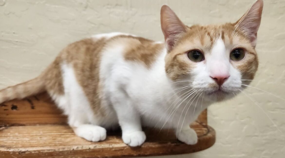 Amy the super-sweet kitty at Cat House on the Kings