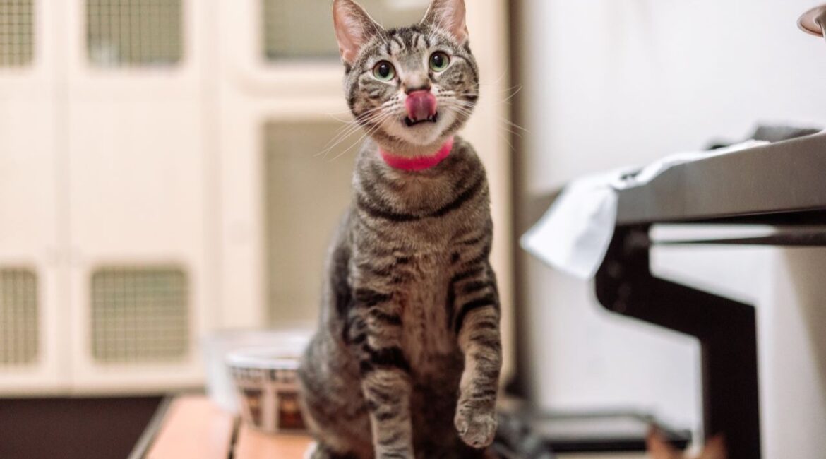 Callie Is GV Wire's Adoptable Pet of the Week