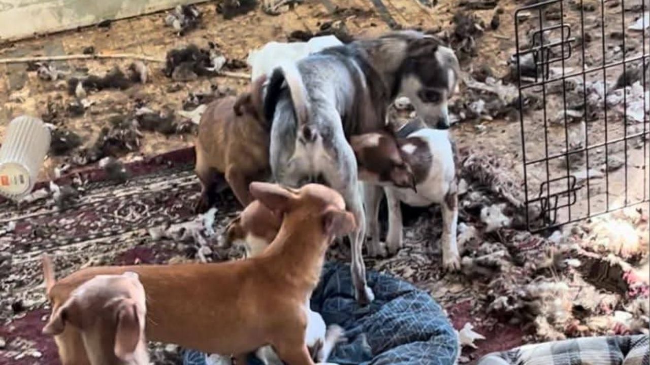 A photo of the conditions where Punkin was rescued. (Mell's Mutts)