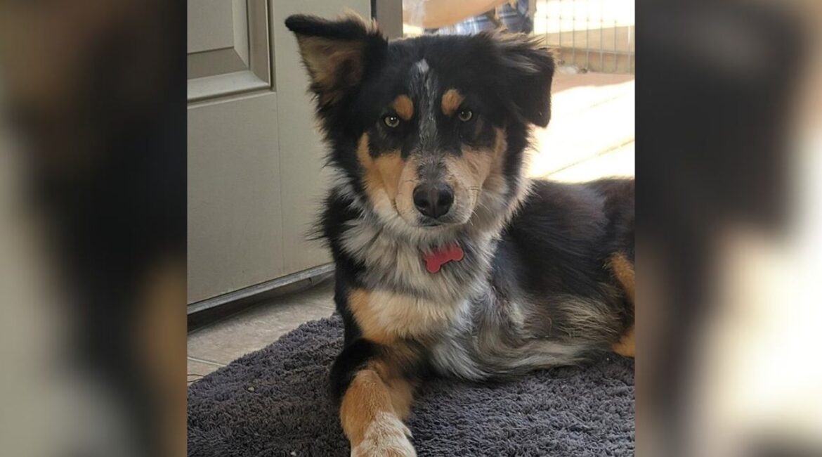 Billy, a 1-year-old mini Aussie who overcame a leg amputation, is now thriving, running, jumping, and spreading joy to everyone he meets. (Mell's Mutts)