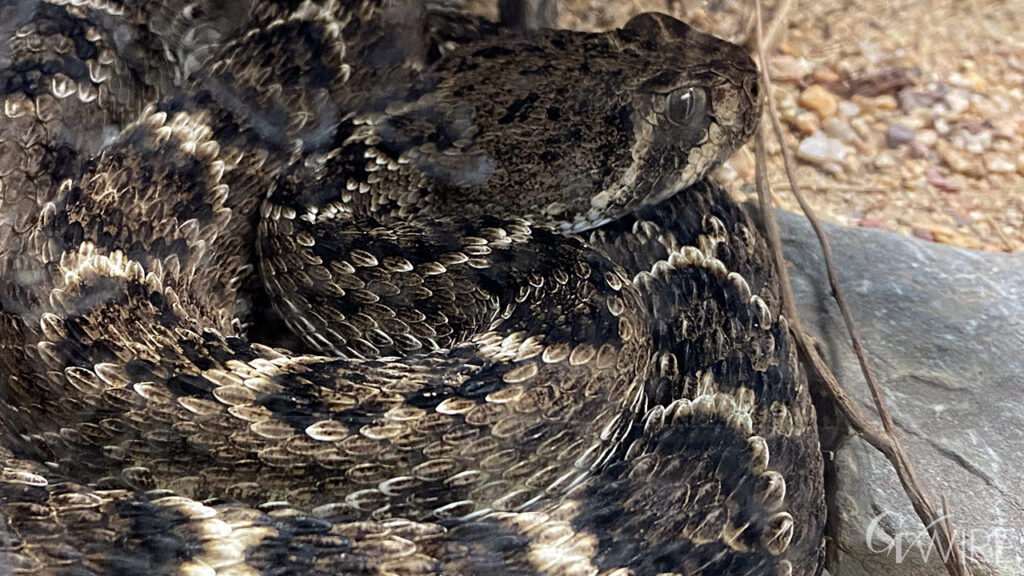 Rattlesnake Season Is Coming. This Is How to Stay Safe - GV Wire