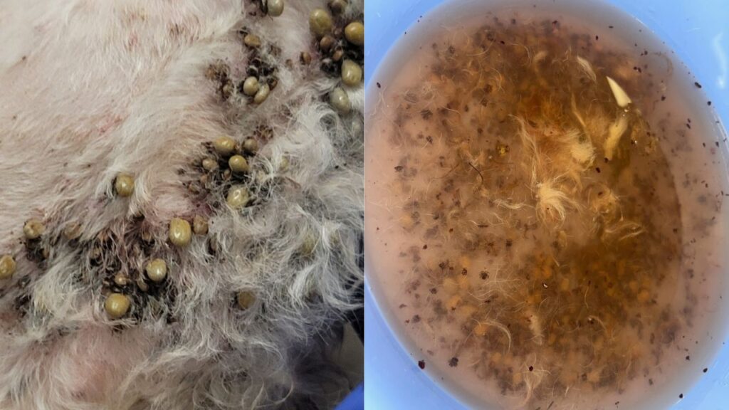 Graphic photo of Grove's tick infestation. (Mell's Mutts)