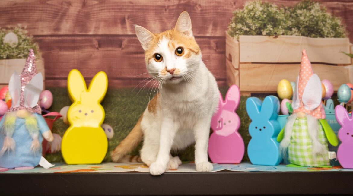 Wonton, GV Wire's Adoptable Pet of the Week, April 9, 2025