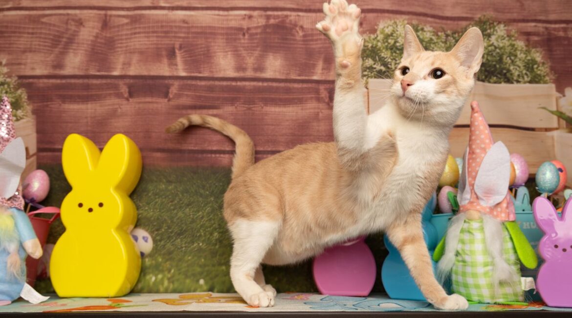 Aleko Is GV Wire's Adoptable Pet of the Week, May 29, 2025