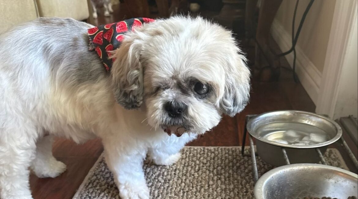 Blind and deaf, Daisy is a gentle senior pup who has blossomed in foster care and is now searching for a loving home. (Mell's Mutts)