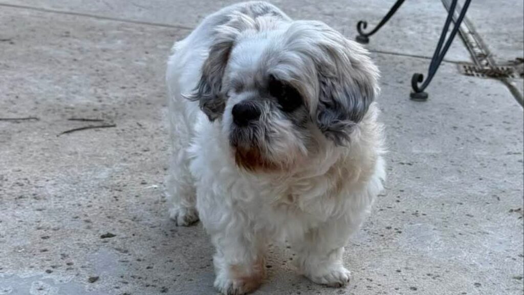 Daisy hanging out outside, enjoying the fresh air. (Mell's Mutts)