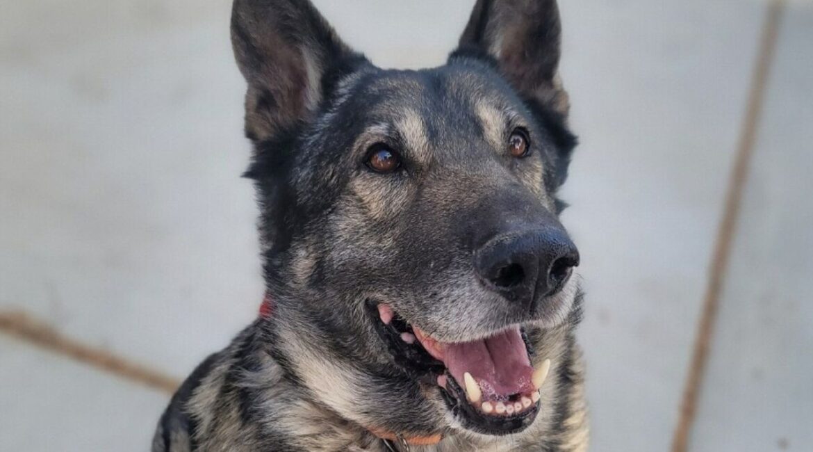 General, a lovable 90-pound bilingual pup in Fresno, is fixed, vaccinated, and ready to find his forever home through Mell’s Mutts. (Mell's Mutts)