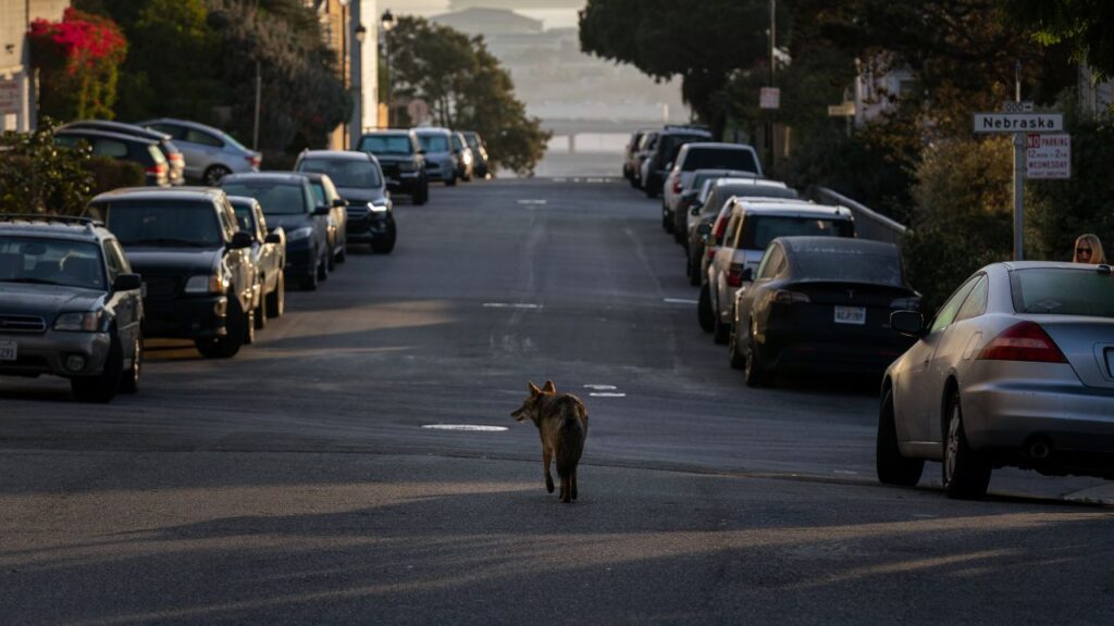 SF Coyote in the Street