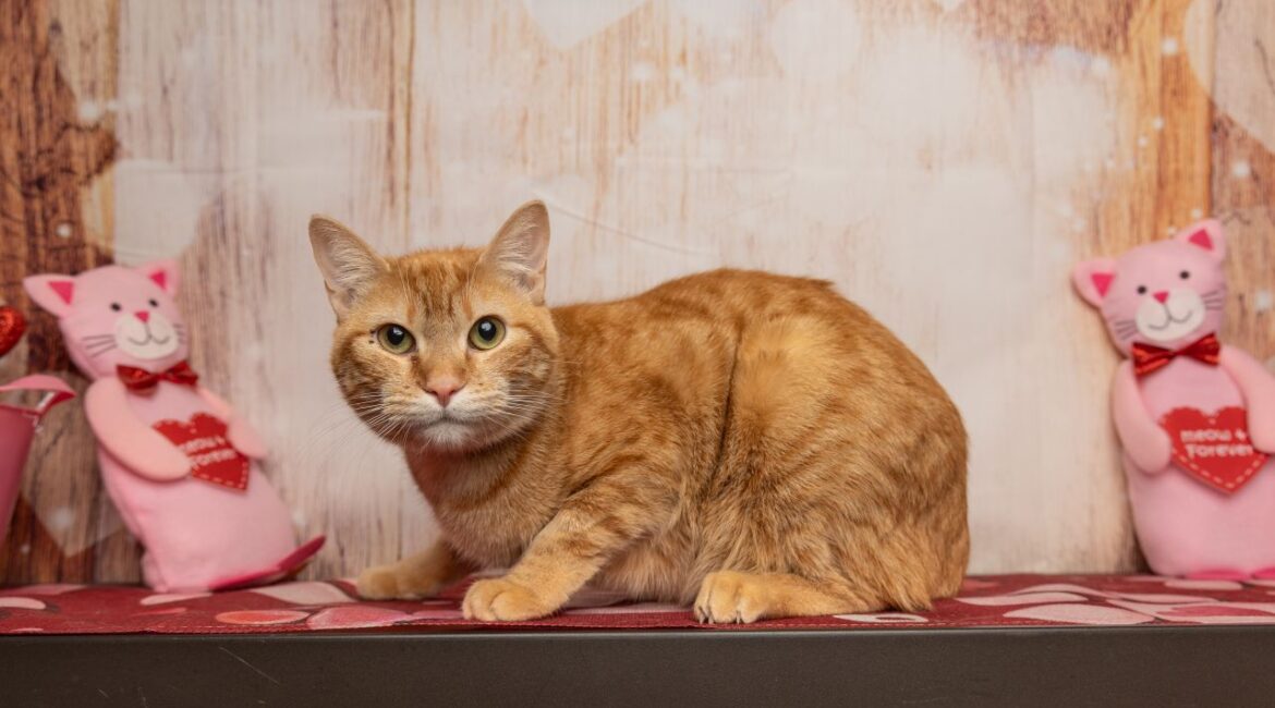 Tawny, GV Wire's Adoptable Pet of the Week for May 15, 2025