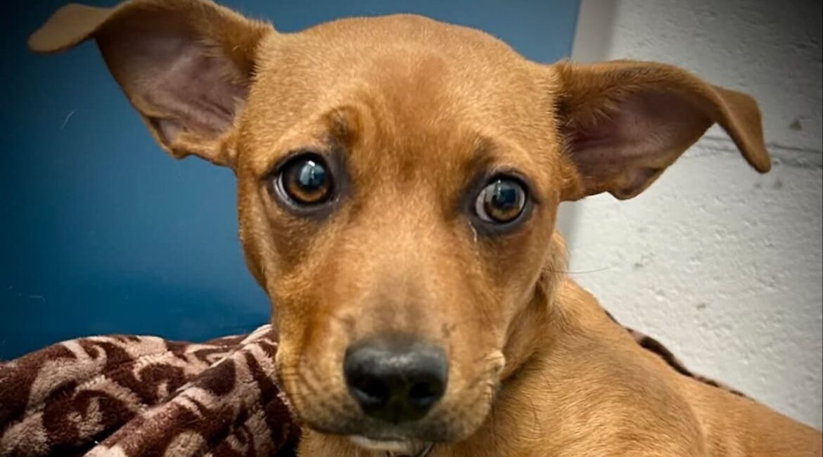 Tuesday, a terrified 14-pound terrier mix rescued from the brink of euthanasia, is now thriving in foster care and slowly learning to trust. (Mell's Mutts)