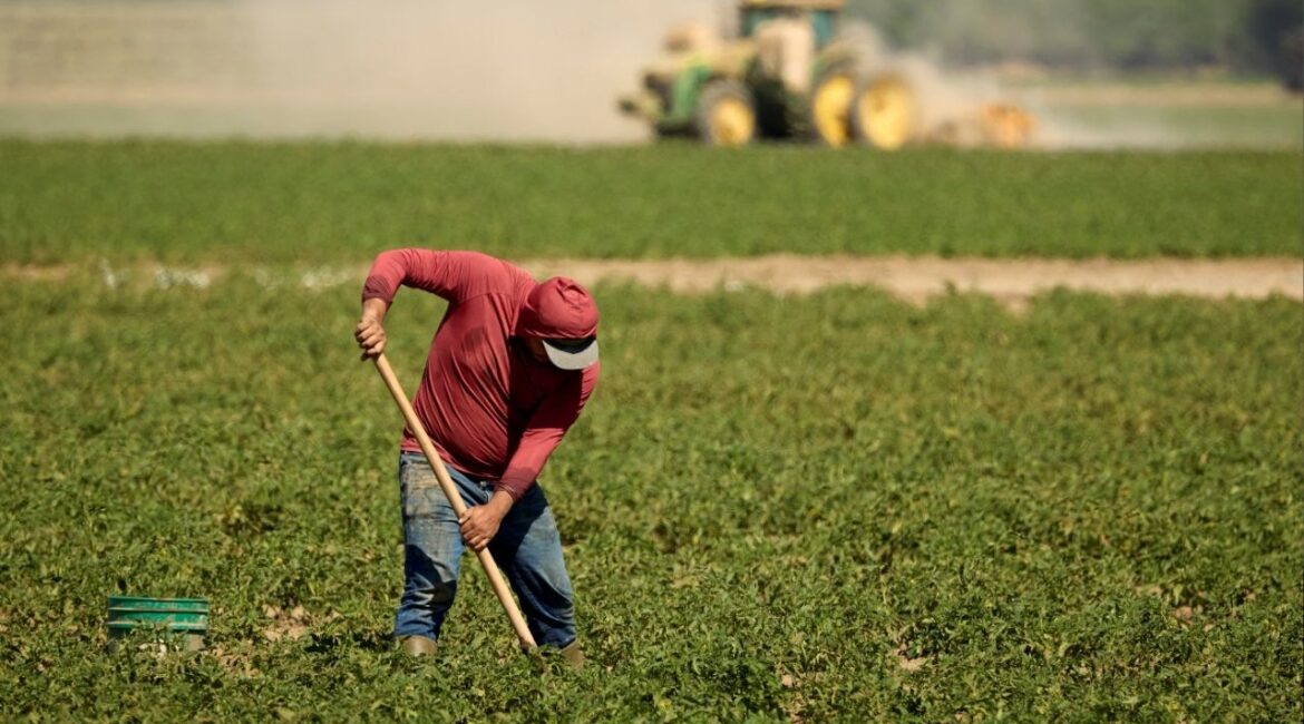 A farmworker repairs irrigation lines at a tomato farm in Woodland, California, U.S. May 30, 2025. (Reuters File)