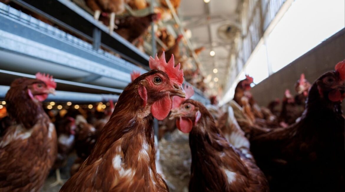 Cage-Free chickens are shown inside a facility in Lakeside, California, U.S., April 19, 2022. Picture taken April 19, 2022. (Reuters File)