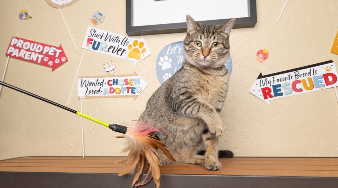 Cherry Is GV Wire's Adoptable Pet of the Week, June 11, 2025