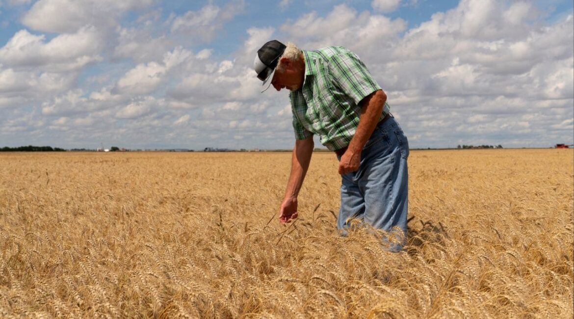 Dennis Schoenhals inspects wheat at his farm in Kremlin, Oklahoma, U.S., June 12, 2025. (Reuters/Nick Oxford)