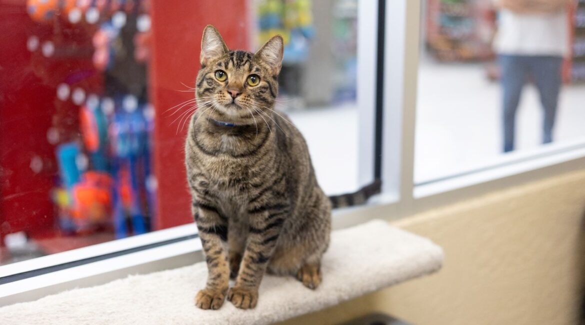 Ringo Is GV Wire's Adoptable Pet of the Week, June 27, 2025