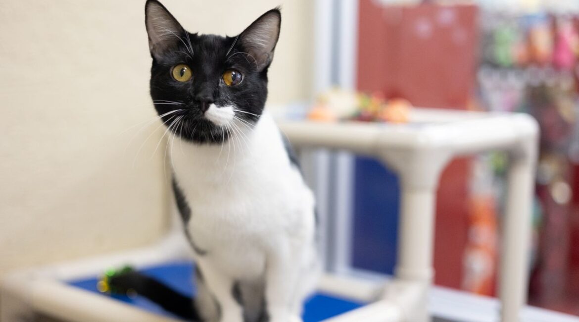 Webster, GV Wire's Adoptable Pet of the Week, June 5, 2025