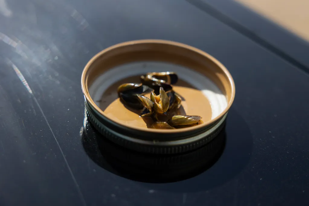 California Invasive Species: Golden Mussels