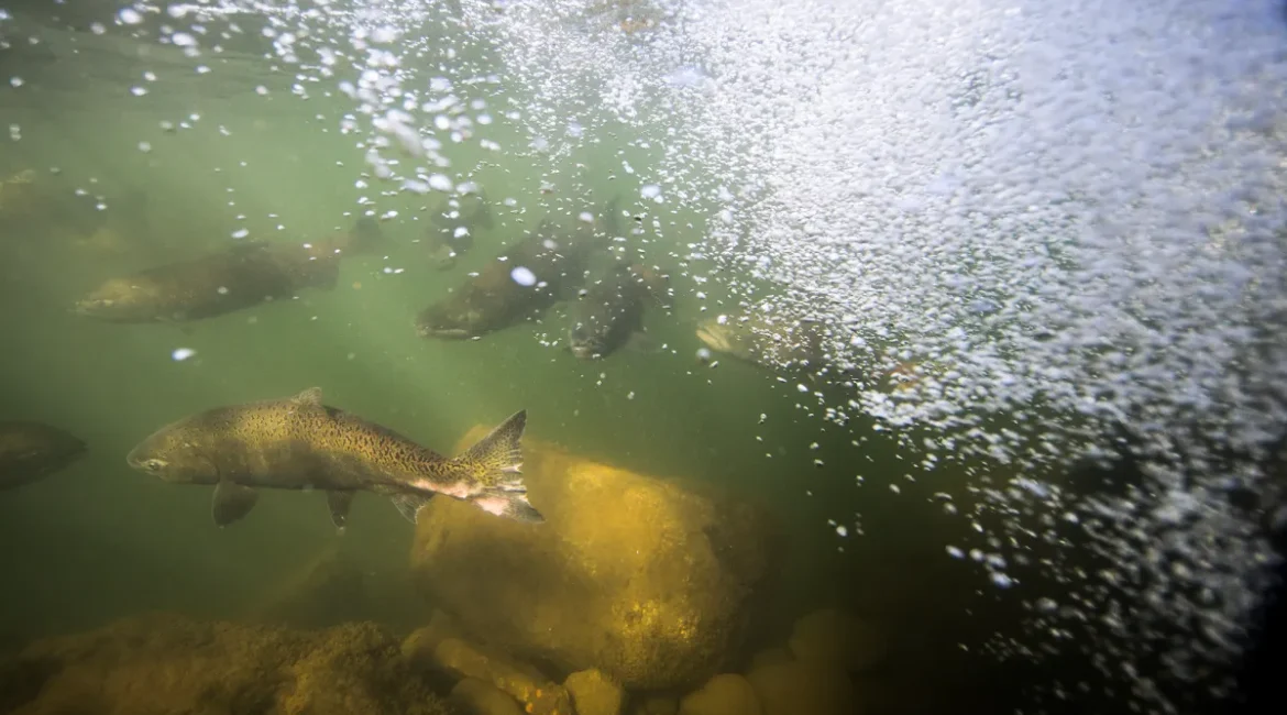 Salmon on California's American River