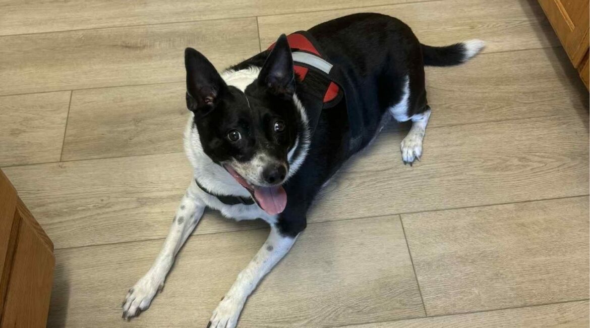 After losing both of his owners, a 5-year-old cattle dog named Ozzy found a second chance at happiness thanks to a local rescue group and a loving foster home. (Mell's Mutts)