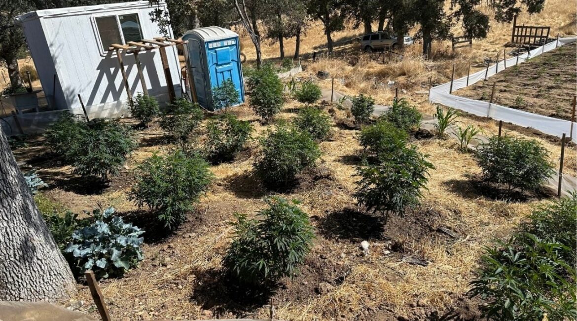 Authorities in Madera County eradicated more than 1,600 marijuana plants during a search of an illegal grow operation in Raymond. (Madera County SO)
