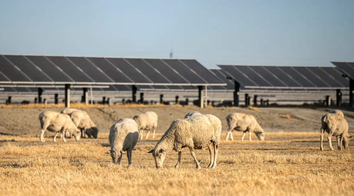 Sheep Graze Next to Kettleman City Solar Farm
