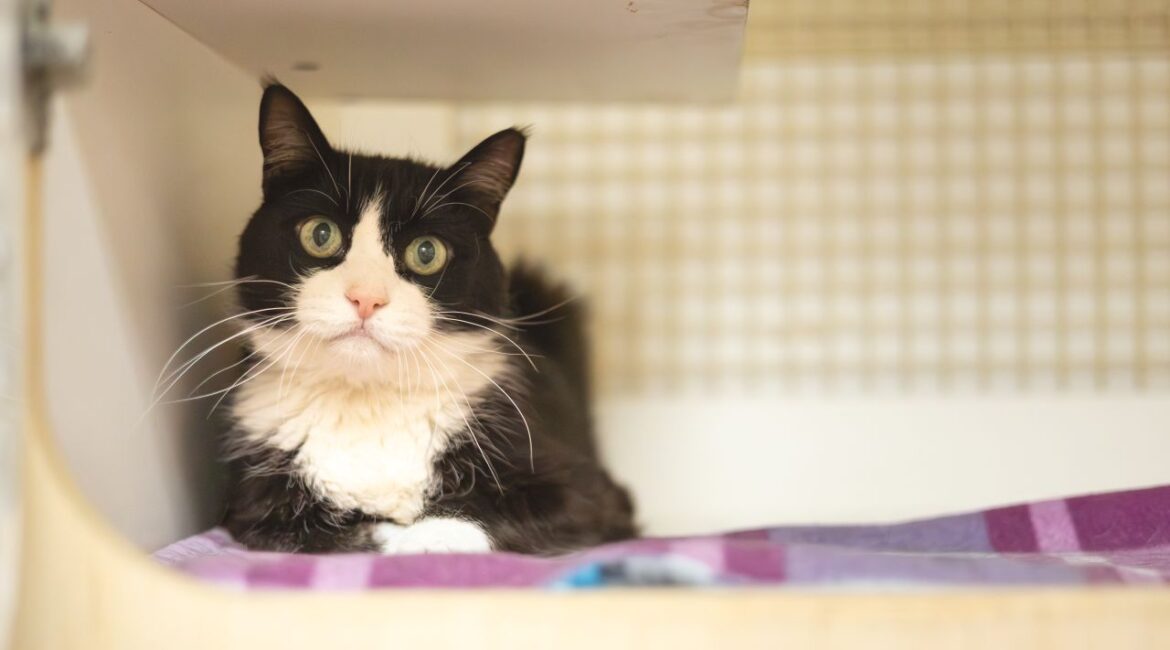 Lugosi, GV Wire's Adoptable Pet of the Week for July 18, 2025