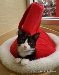 Lugosi When He was a Kitten