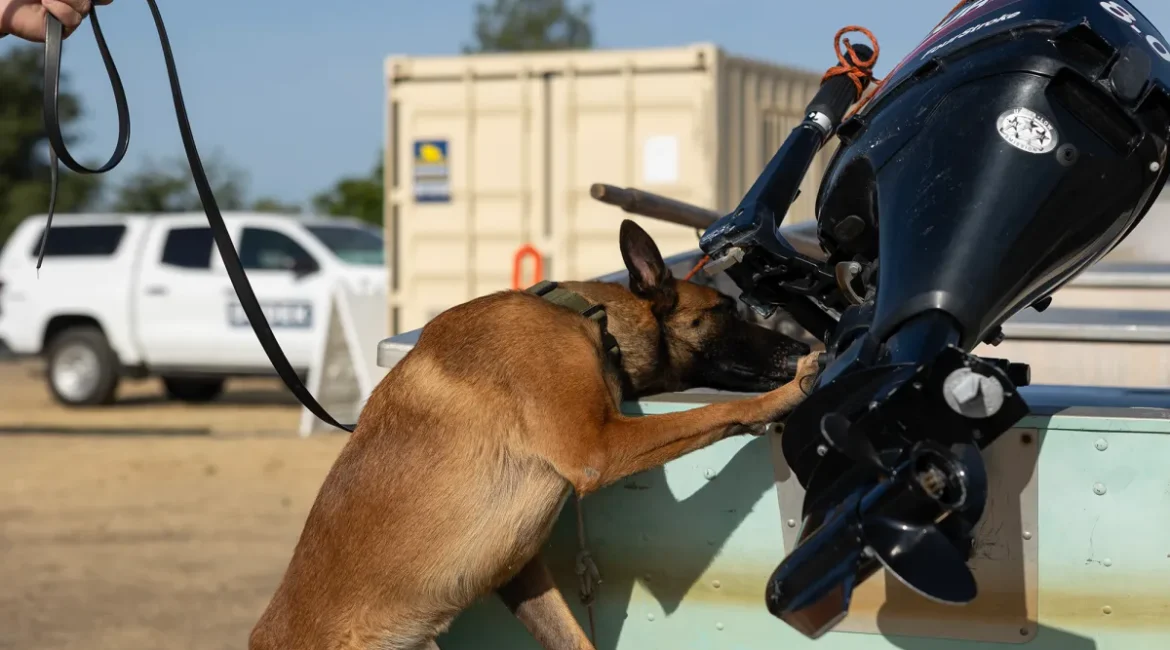 Belgian Malinois Checks for Invasive Species in California Waters