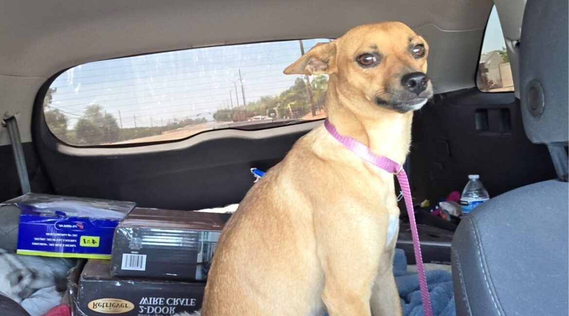 Peach, a 2-year-old chihuahua in Fresno, is capturing hearts with her sweet personality, love for play, and unexpected fence-climbing talents that hint at a future in canine stardom. (Mell's Mutts)