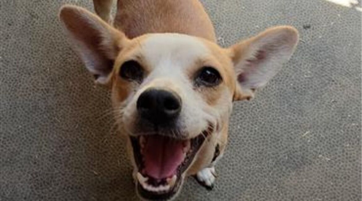 Poppy, a smart and sweet 2- to 3-year-old dog who survived months alone in a field, is now ready for adoption into a loving home. (Mell's Mutts)