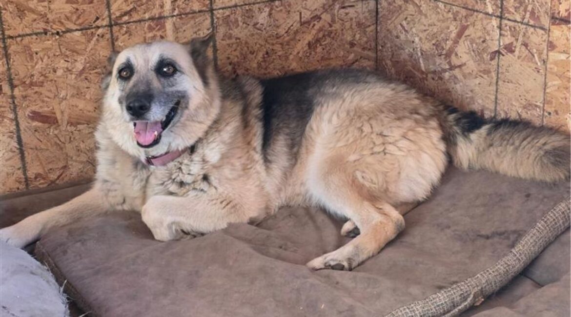 Shepherd-husky mix Jenny was rescued after spending days outside a Calwa ATM and is now safe, leash-trained, and ready for a new home. (Mell's Mutts)