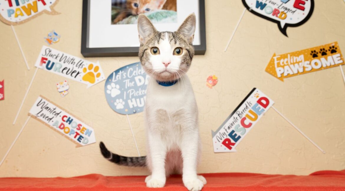 Tater Is GV Wire's Adoptable Pet of the Week, July 25, 2025