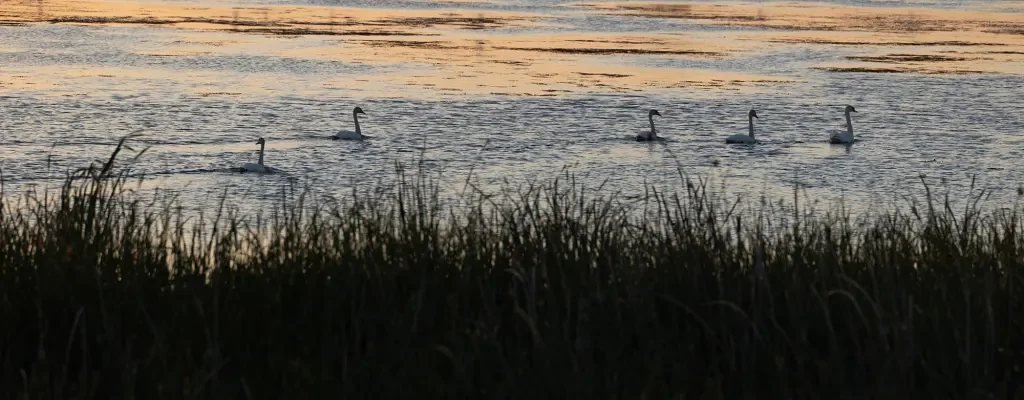 Mute Swans at Grizzly Island Wildlife Area