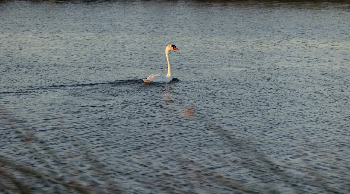 Mute Swan in a Fairfield, California Pond