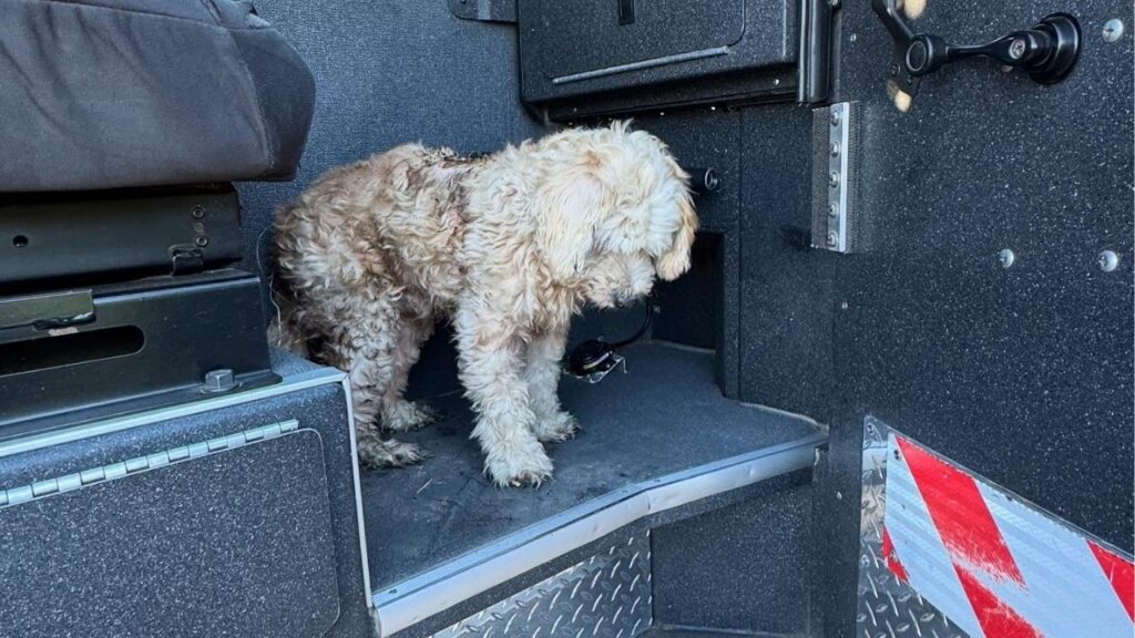 A photo of the dog who was injured in the fire on August 4, 2025. (CalFire)