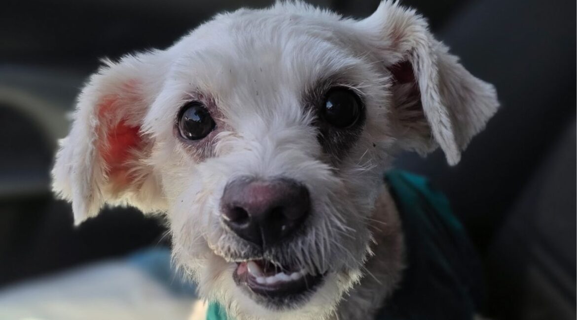After surviving more than six months alone on the streets, a 15-pound poodle mix named Willow is now safe and learning to trust humans again. (Mell's Mutts)
