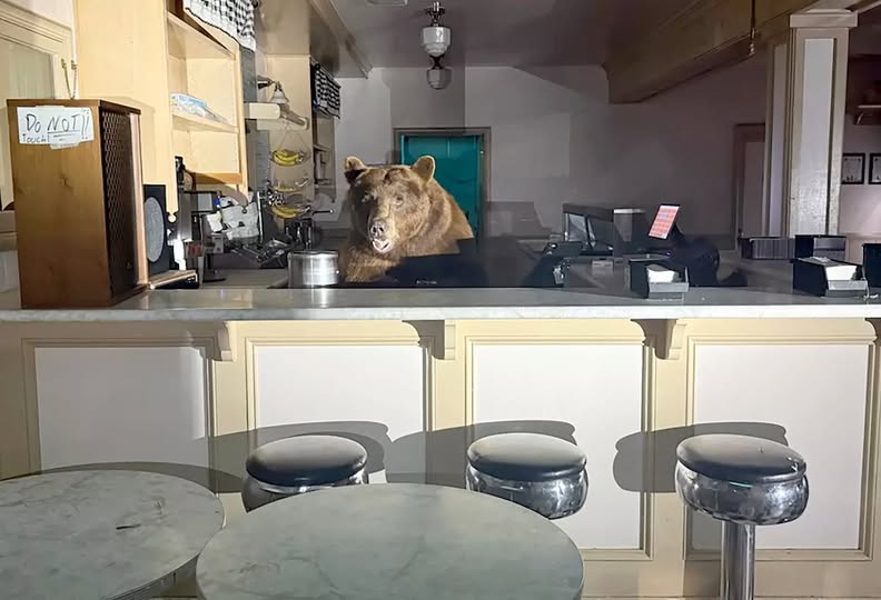 Bear at the counter of a South Lake Tahoe ice cream shop