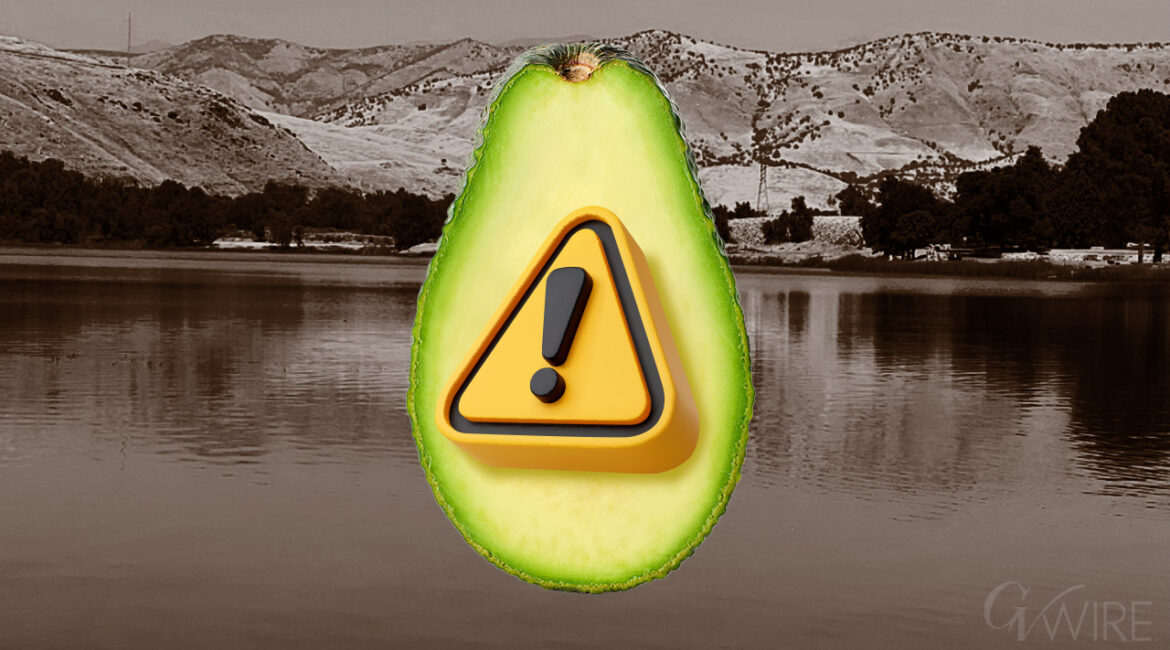 E. coli identified at avocado lake