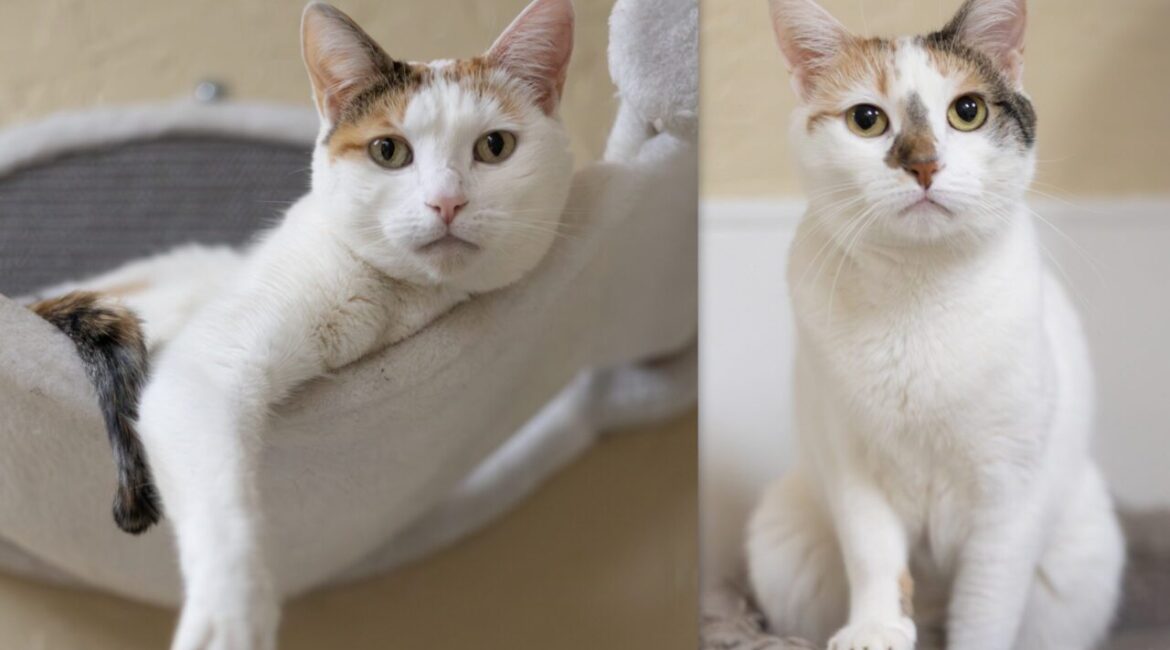 LaVerne and Shirley GV Wire's Adoptable Pets of the Week Aug. 22, 2025